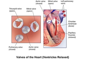 Aortic Valve Surgery