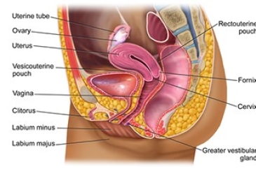 Gynecology