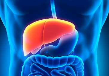 Liver Surgery