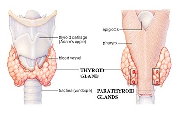 Parathyroidectomy