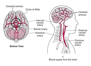 Blood Supply