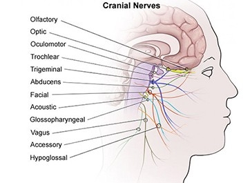 The Skull and The Cranial Nerves