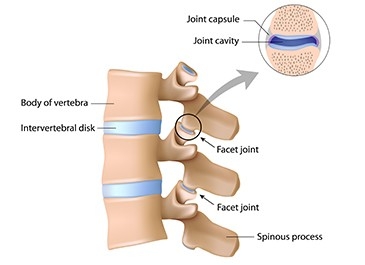 FACET JOINTS