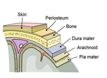 Meninges