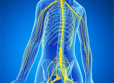 The Nervous System