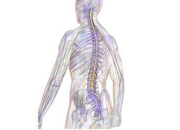 SPINAL CORD AND NERVES