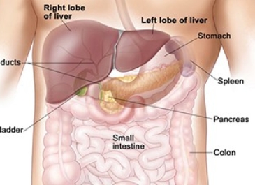 Laparoscopic Liver Resection