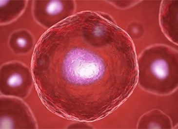 Stem Cell Therapy